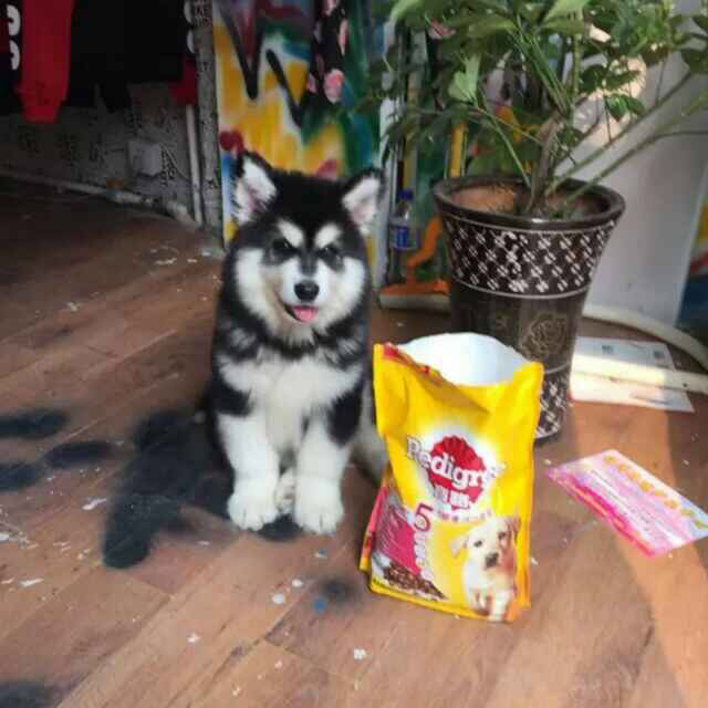 熊版大骨架阿拉斯加