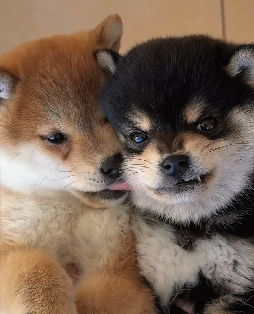 日本柴犬❤️平台推荐