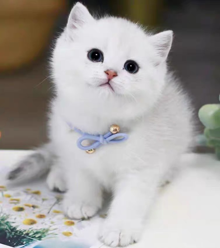 银渐层宝宝❤️健康质保