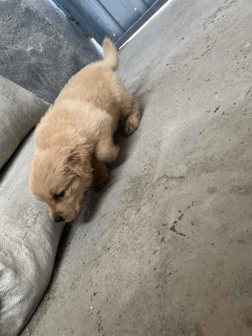 金毛萌犬，颜值高性格好，千年守护等你带回家