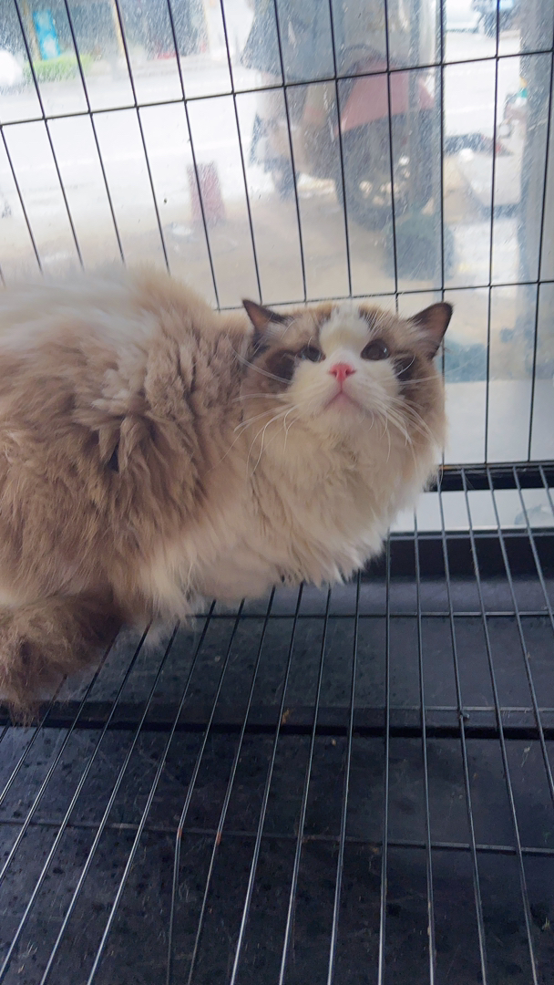布偶猫