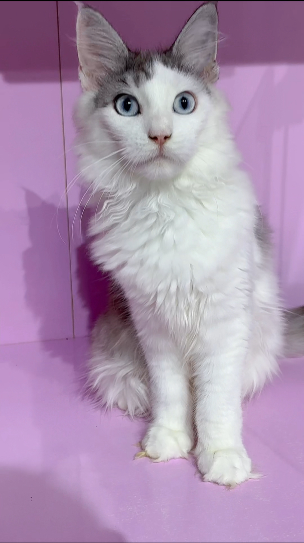 双蓝眼dbe 银加白缅因弟弟，体型大毛发长，温柔粘人，猫中巨人