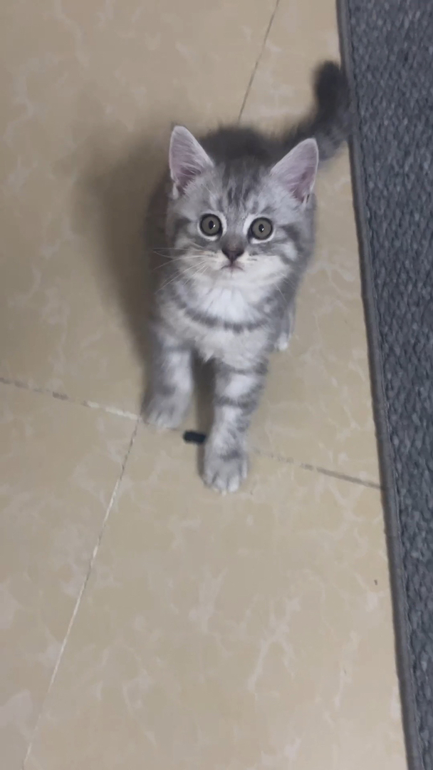 美国短毛猫幼崽，可爱乖巧，斑纹漂亮，绝佳的宠物伴侣