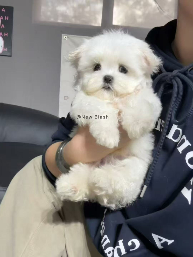 超萌韩版小体!!!马尔济斯犬🐶毛毛长出来后如图5️⃣