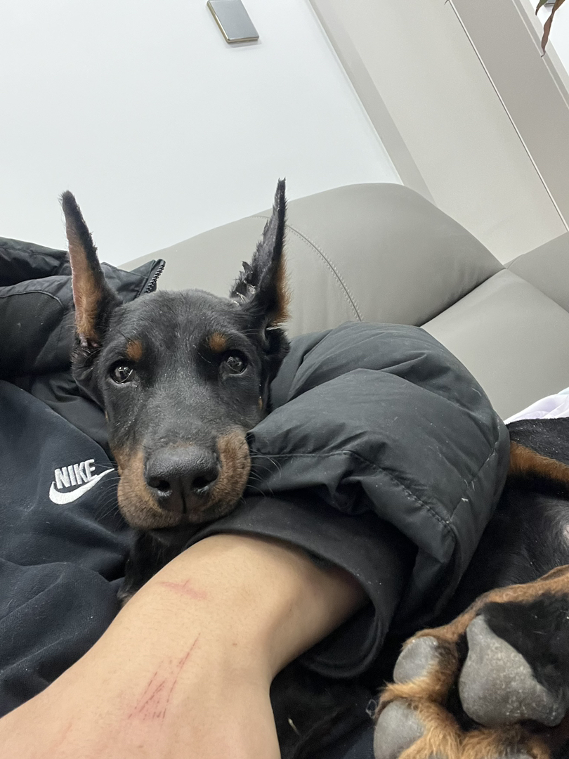 杜宾犬