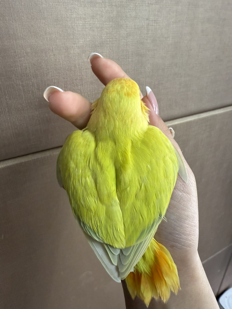 牡丹金头澳闪纯手养
