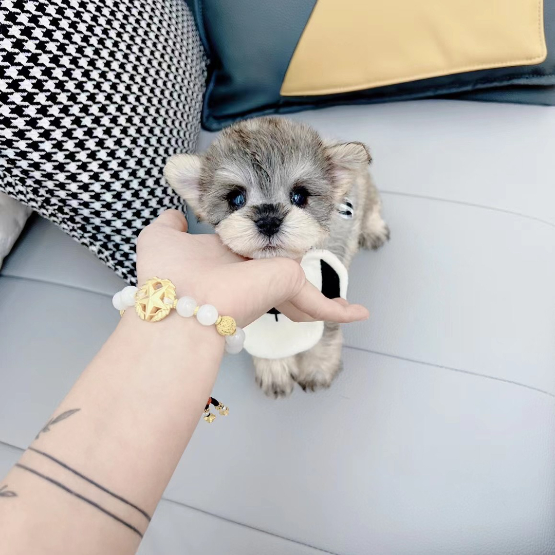 米其耳椒盐色雪纳瑞