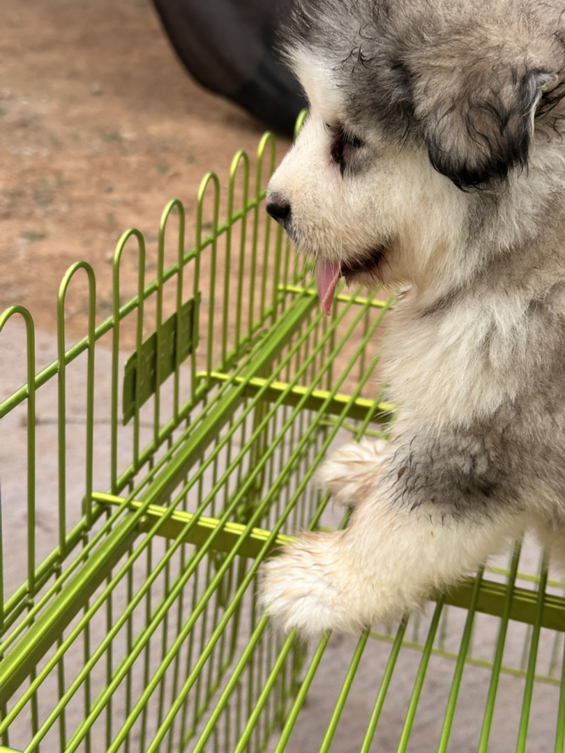 阿拉斯加幼犬，毛厚蓬松，吐舌卖萌超可爱
