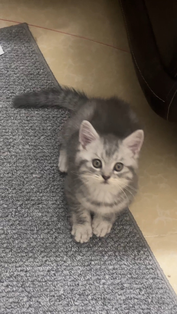 美国短毛猫幼崽，可爱乖巧，斑纹漂亮，绝佳的宠物伴侣