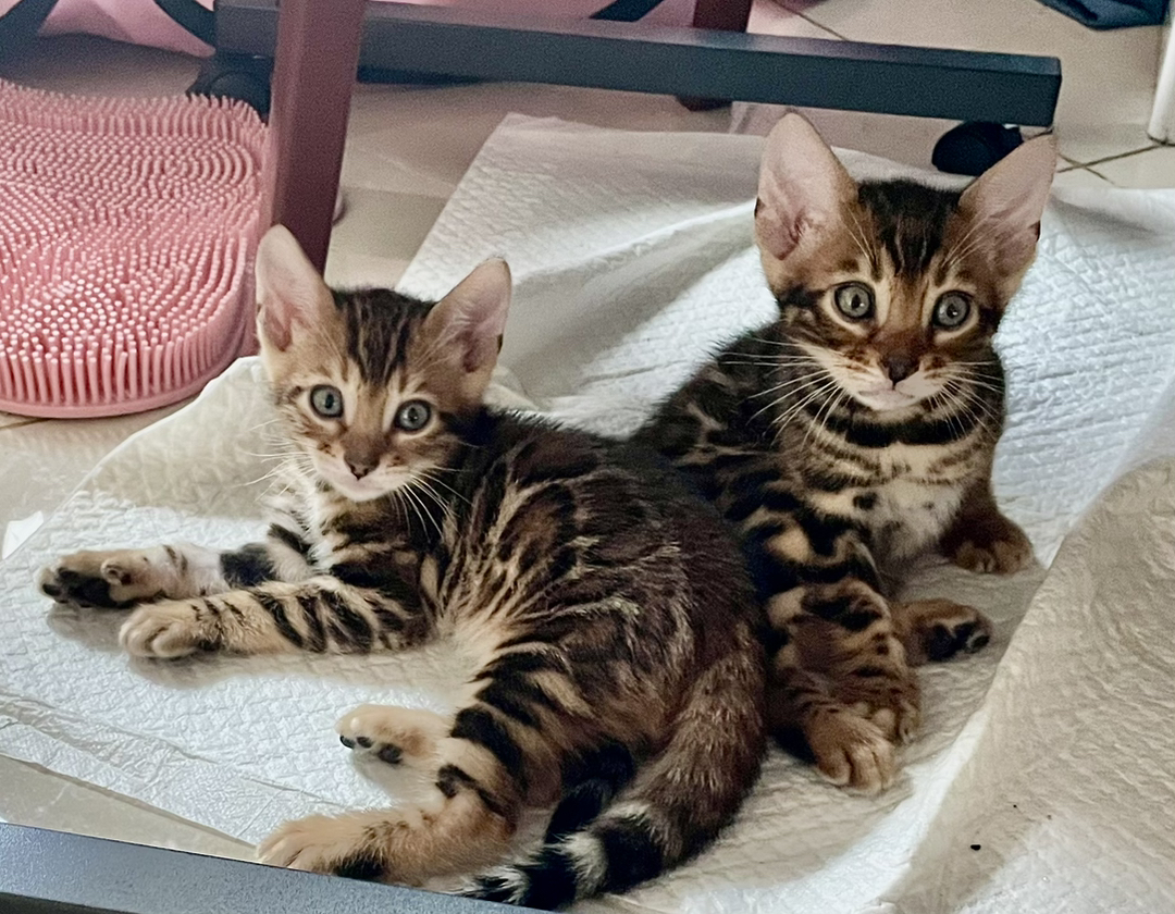孟加拉豹猫