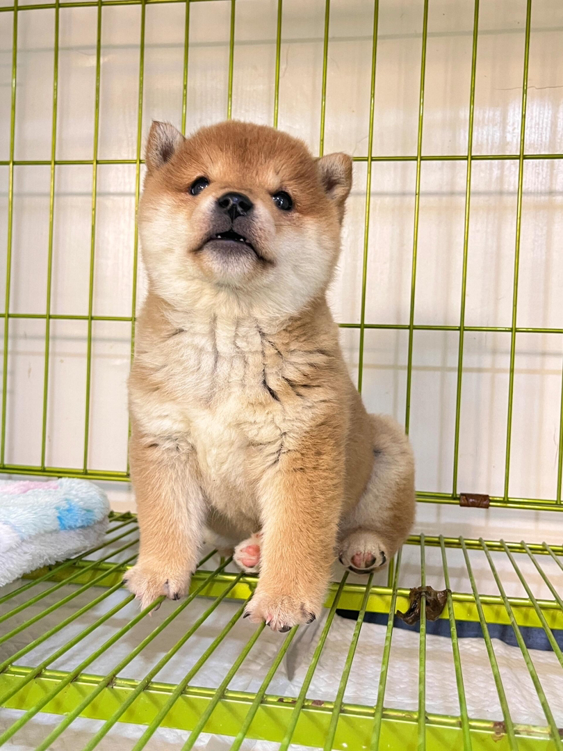 可爱柴犬幼犬，憨态可掬，颜值高，是陪伴的不二之选