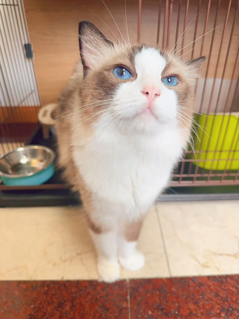 布偶猫