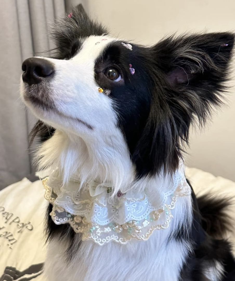 双血统带证书芯片❤️边境牧羊犬