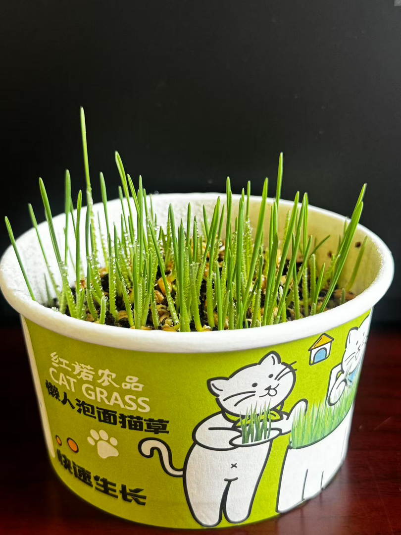 泡面猫草