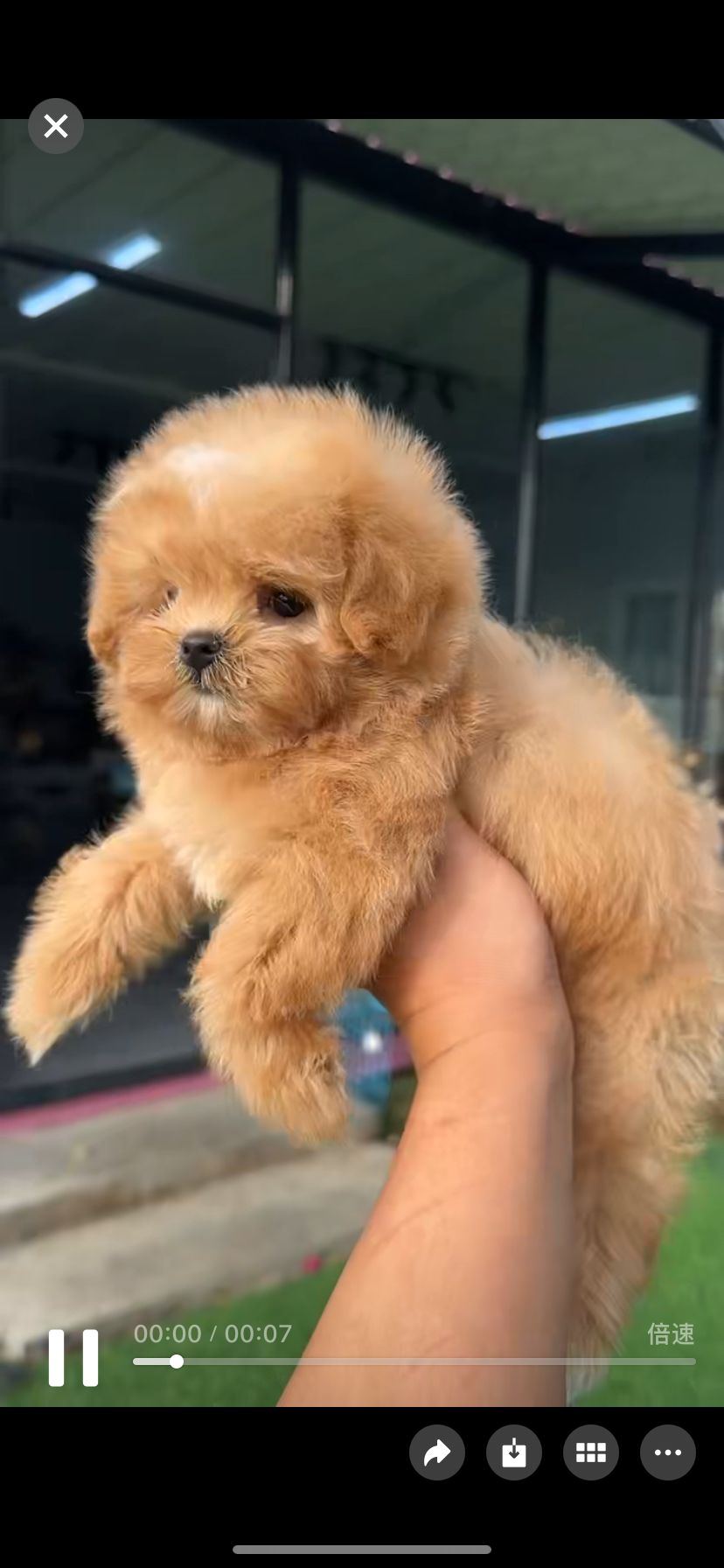 马尔泰宝宝已疫苗驱虫健康保障终身售后