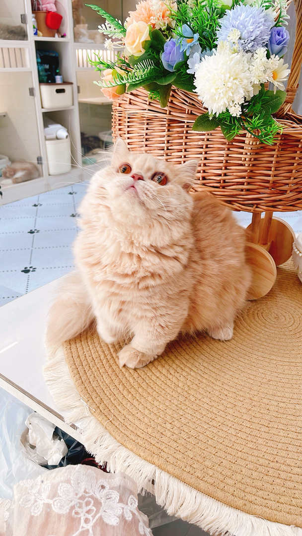 6个月拿破仑乳色