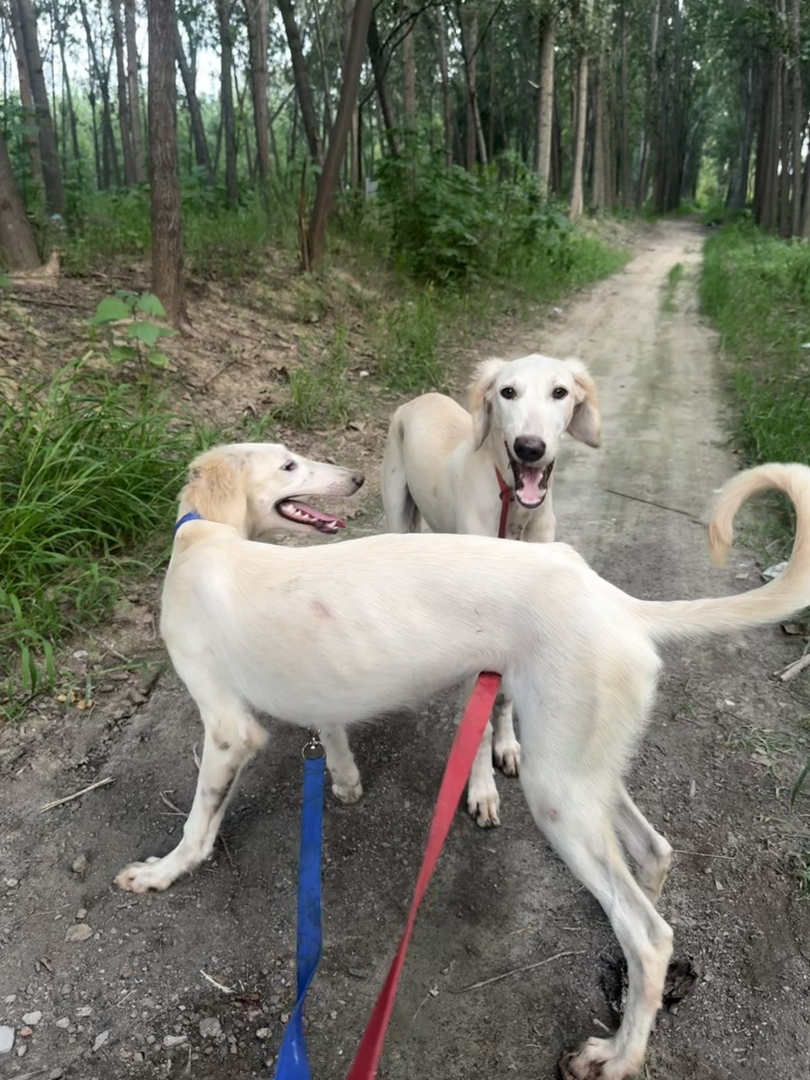 山东细犬,6个月,疫苗齐全喜欢带走