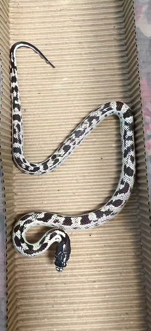 雪花王蛇苗子包邮包活包风险好养适合新手，蛇不能也不需要打疫苗