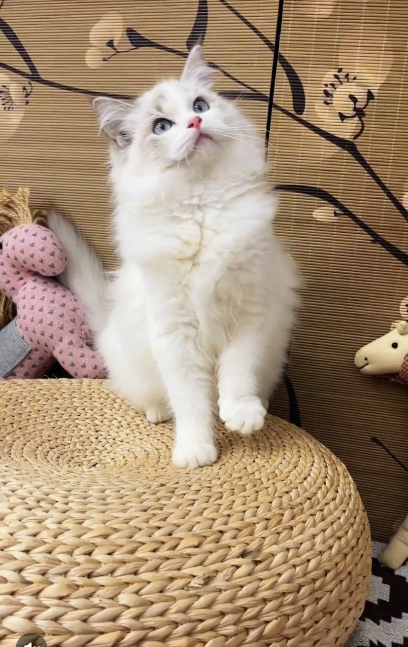 布偶猫