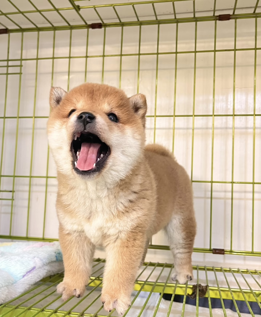 体味小、爱干净：柴犬几乎无体味，每月仅需洗1-2次澡，且有“洁癖”习惯，
