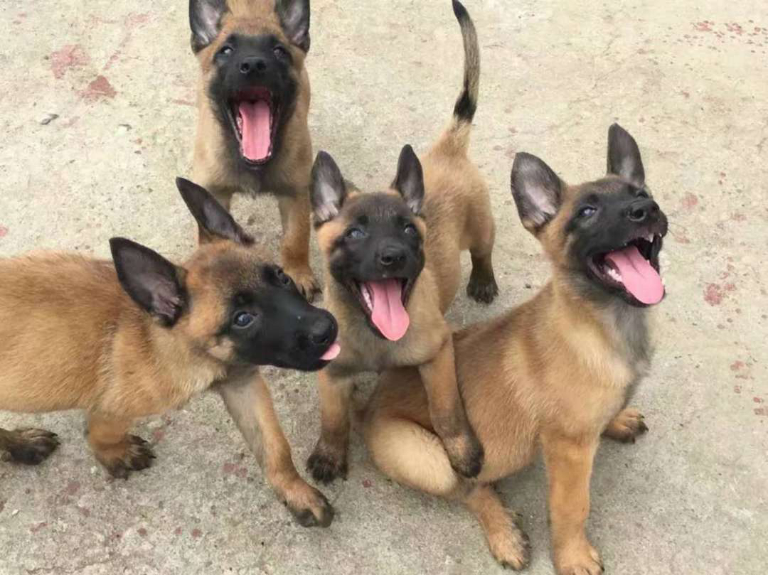 双血统马犬❤️带证书➕芯片