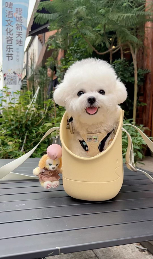 韩版比熊❤可爱乖乖