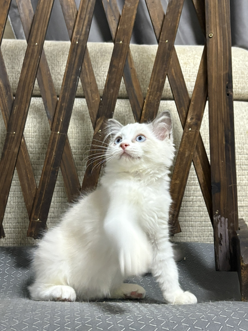 布偶猫幼崽,蓝眼白毛颜值高,温顺可爱萌化人心