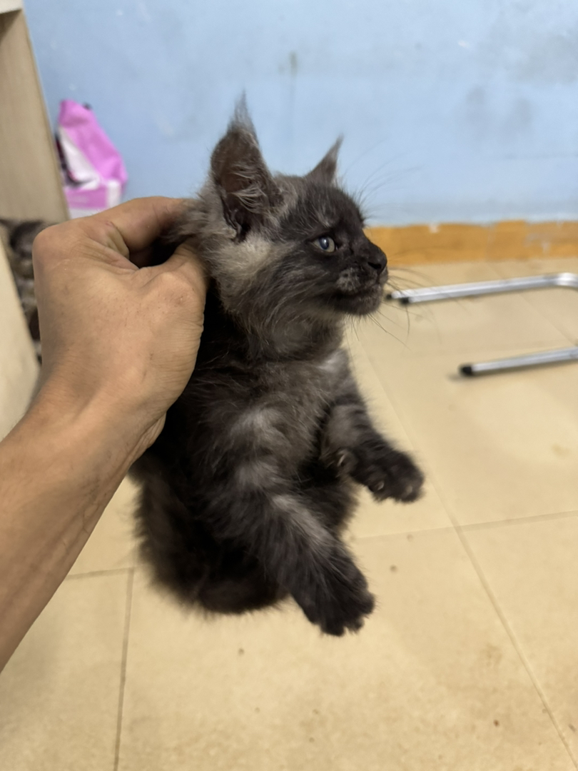 自家繁育的，猫爸爸和猫妈妈都在身边