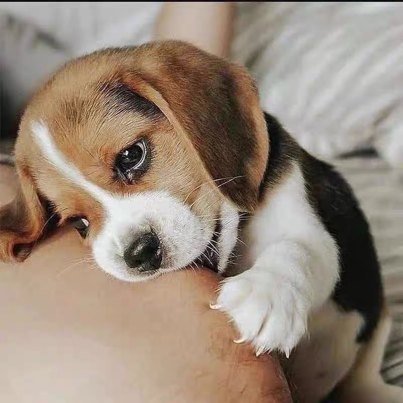 双血统比格犬❤平台推荐