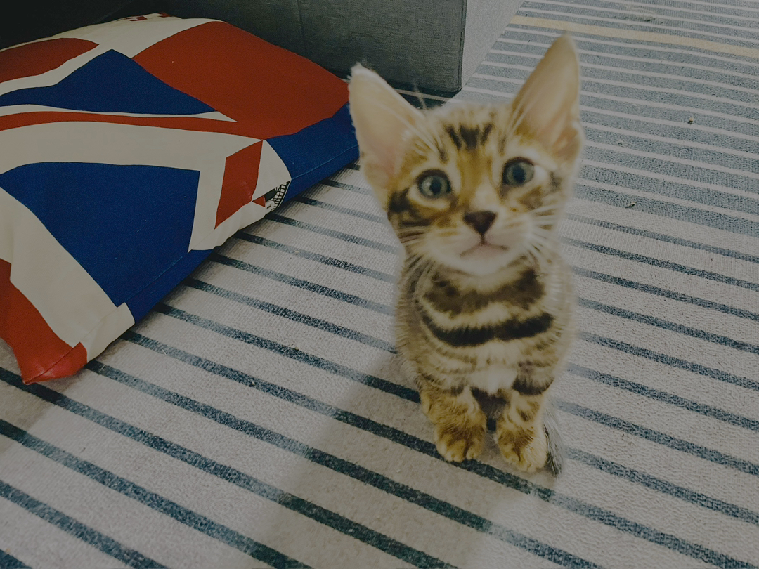 孟加拉豹猫