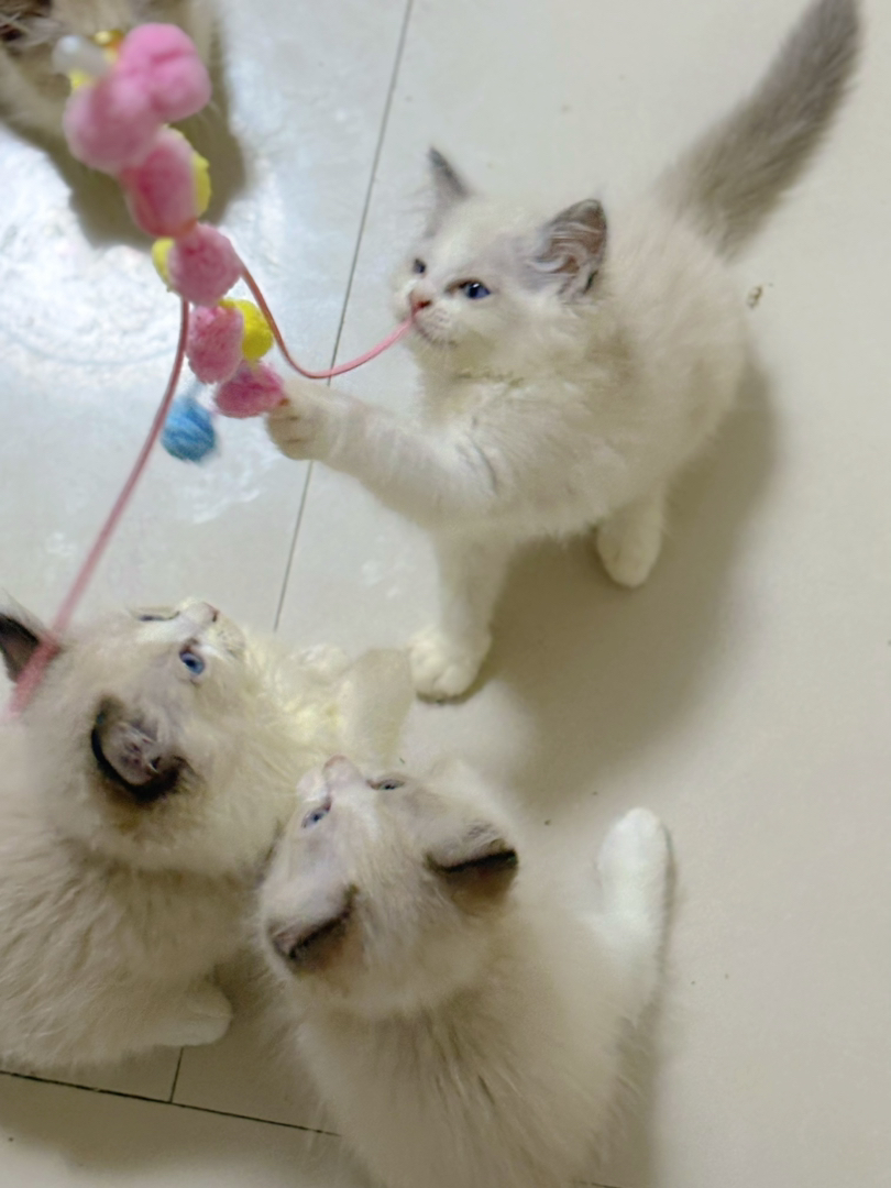 布偶猫幼崽,蓝眼白毛颜值高,温顺粘人超可爱