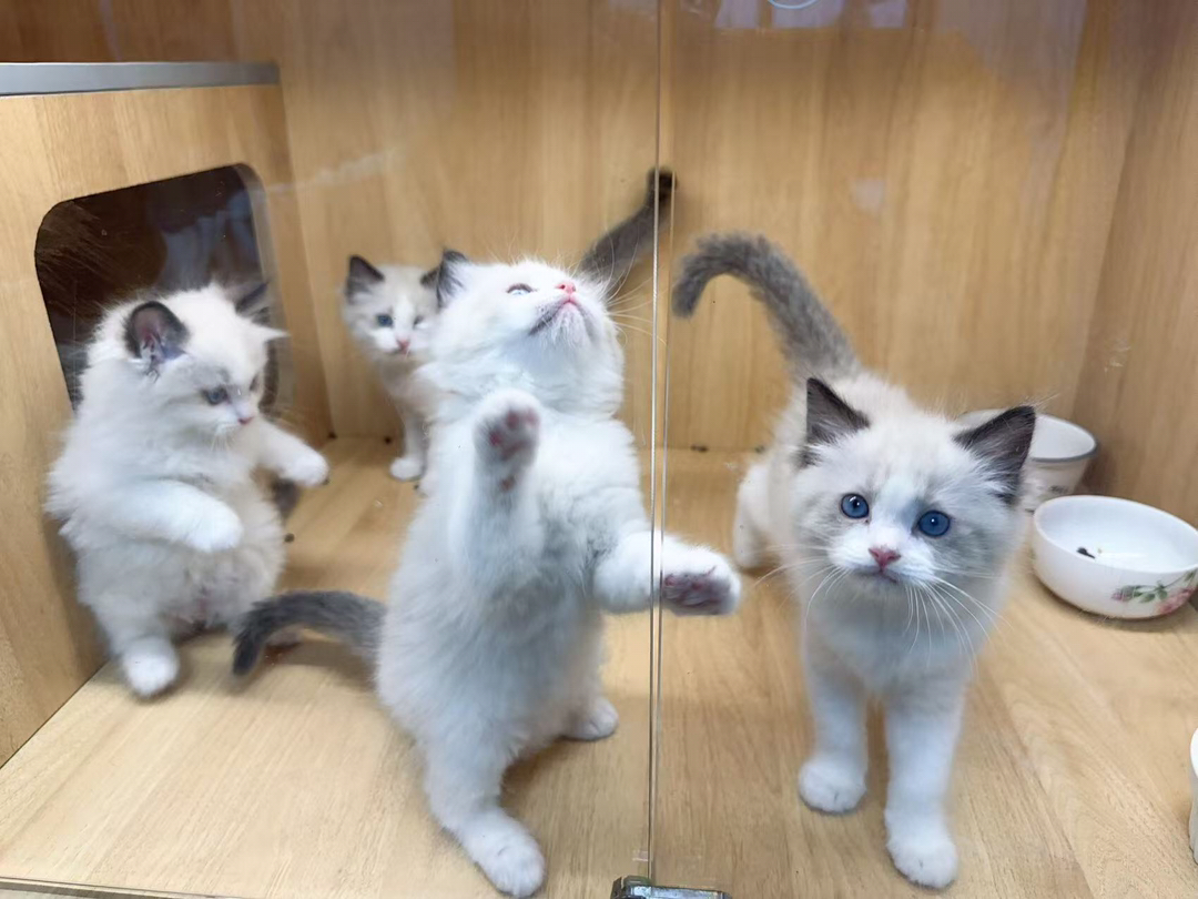 布偶猫