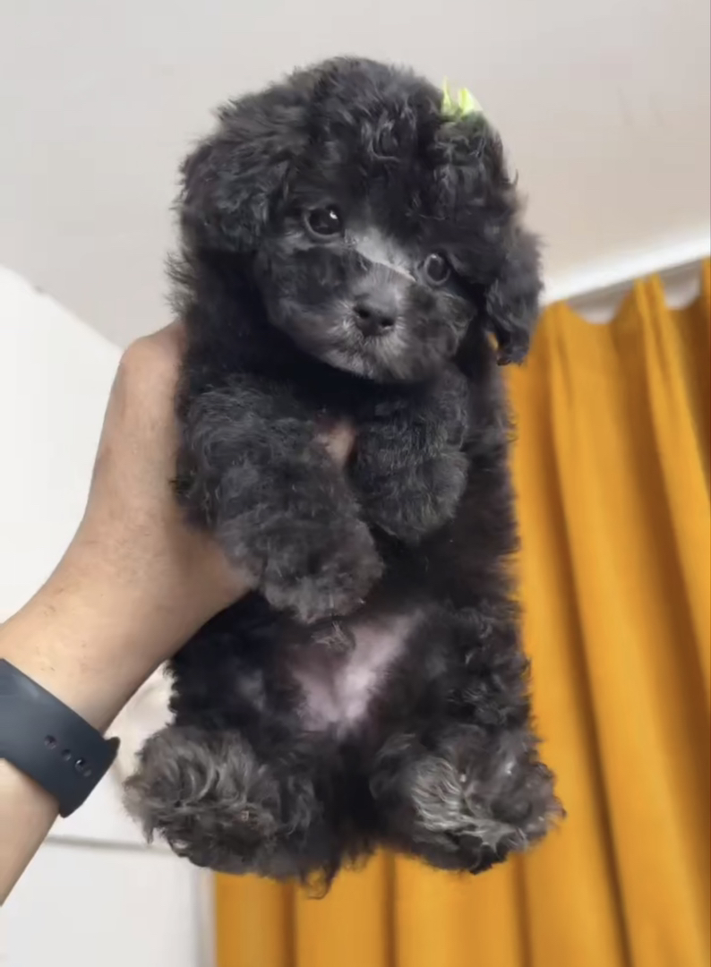 灰色贵宾泰迪包售后有狗瘟细小健康问题可以退款