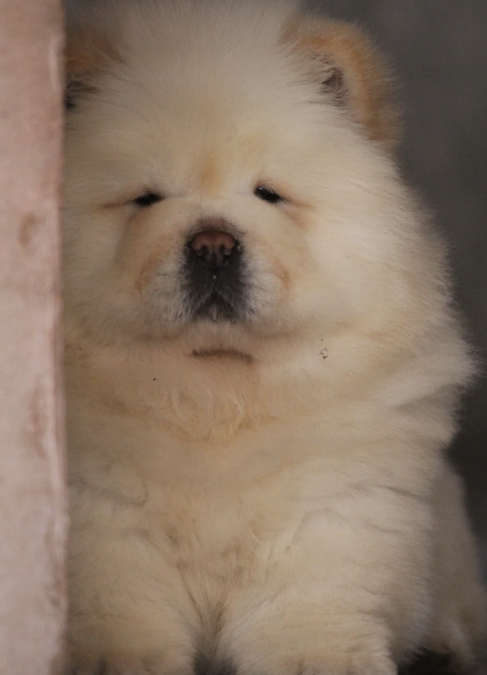 熊版大骨量松狮犬❤双血统➕证书芯片