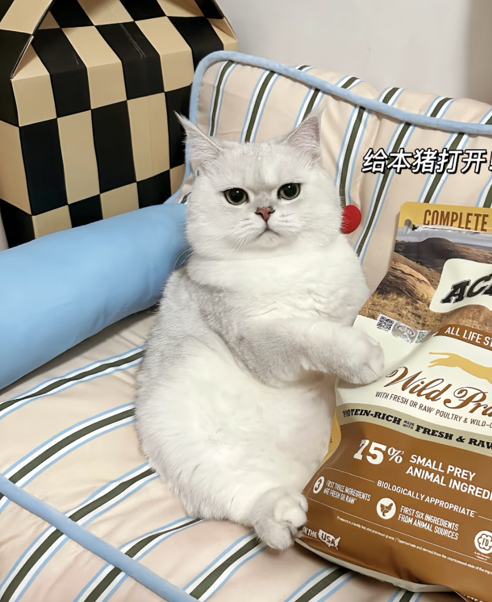 成年银渐层找领养