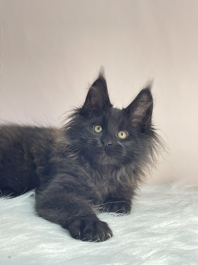 黑颜色缅因猫弟弟。