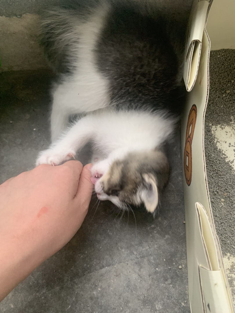 小奶牛 弟弟妹妹都有 健康 很活泼的哦