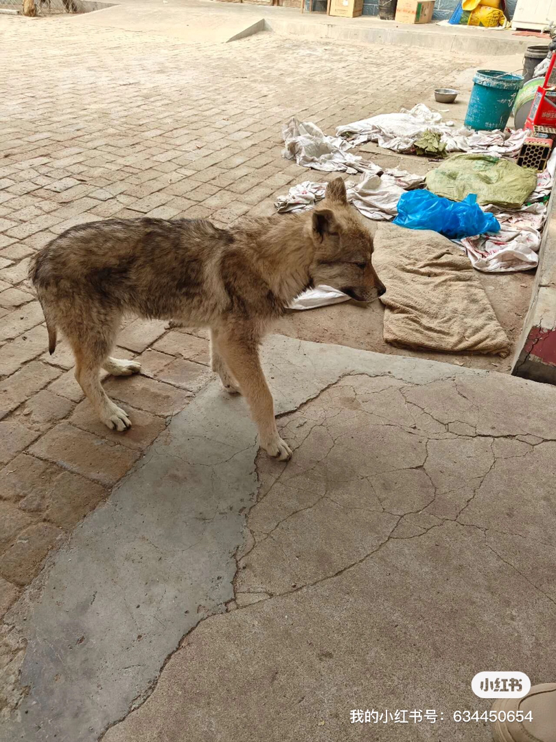 捷克狼犬