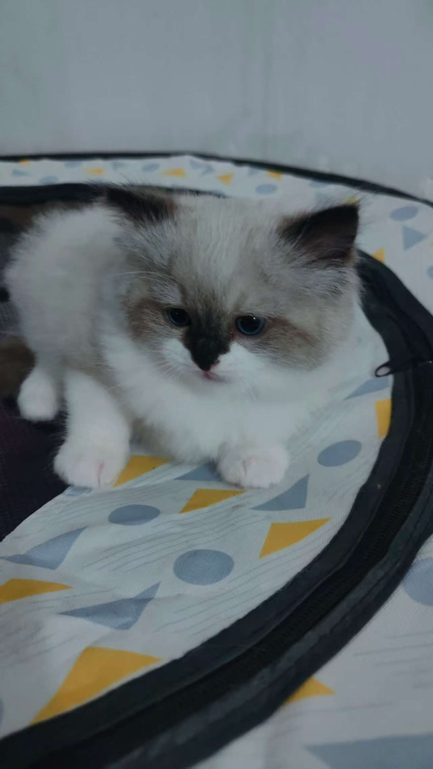 出售布偶猫【品种】布偶猫，【猫龄】两个月【特点】活泼、爱动、温柔、甜美。