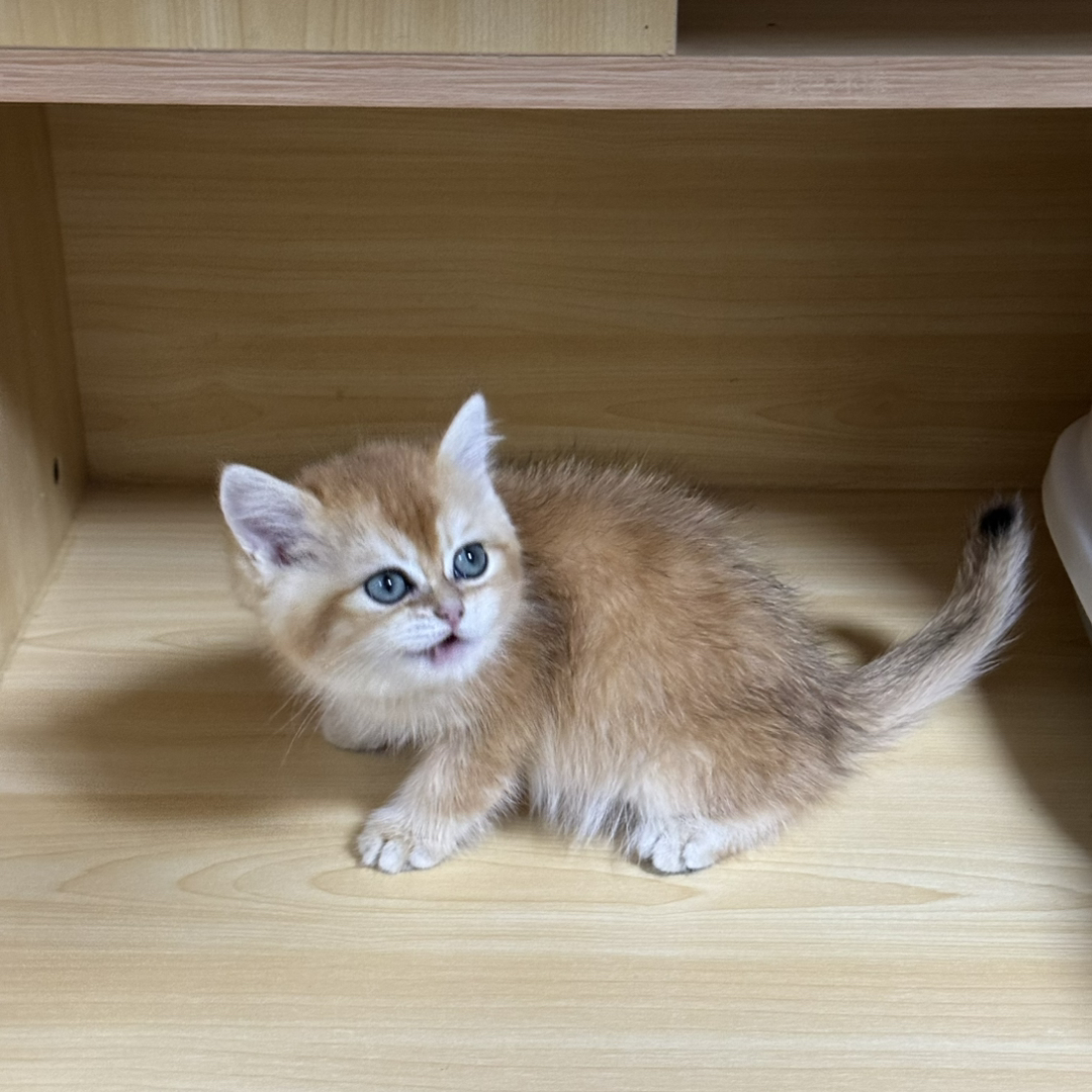金渐层小猫，颜值爆表，毛发柔软，温顺亲人的可爱萌宠