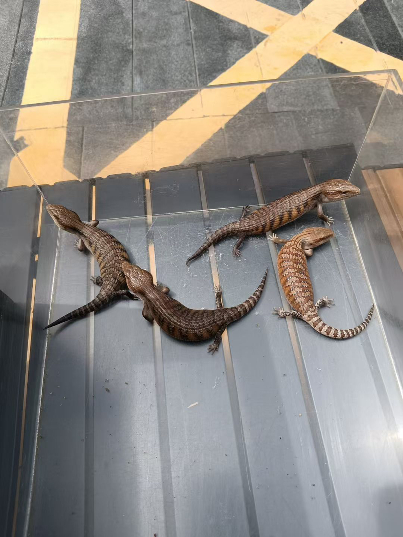 北部蓝舌石龙子 健康全品 包终身饲养经验 包健康 包开食 包邮 国际三包