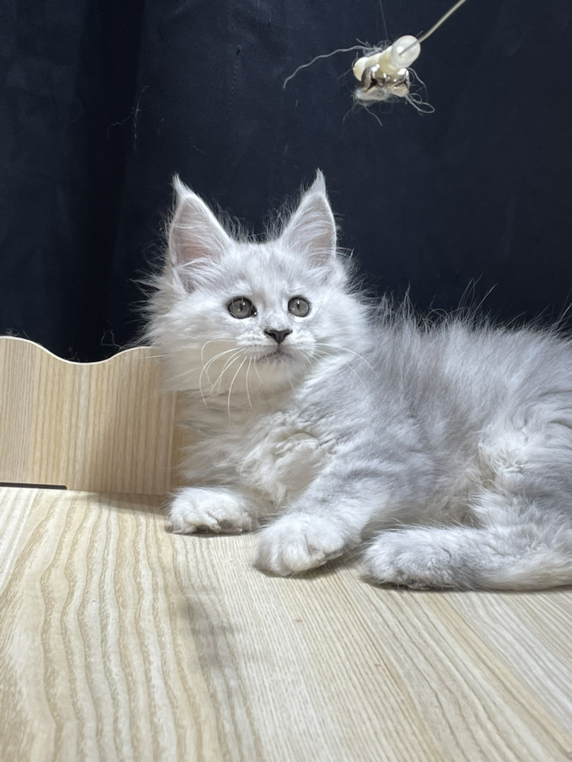 高银妹妹,颜色很浅。和阴影差不多