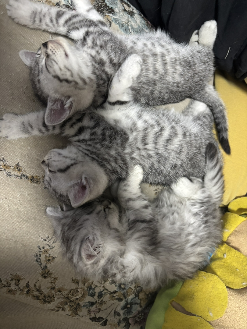 胖小猫找主人啦