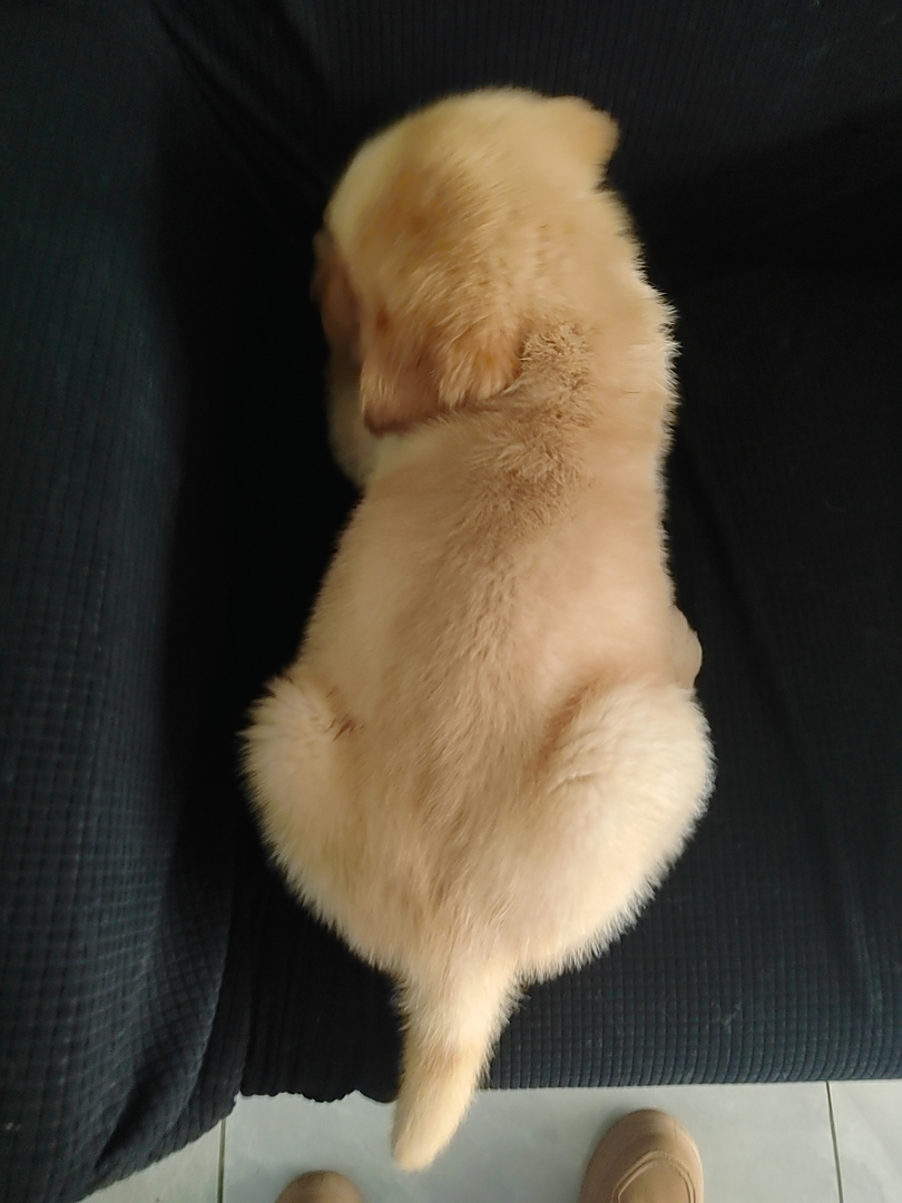 金毛幼犬,可爱活泼,性格温顺,适合家庭养殖