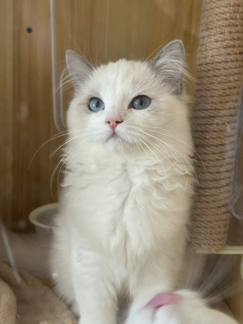 纯种赛级蓝双布偶猫，性格好，脾气好，省心好
养活