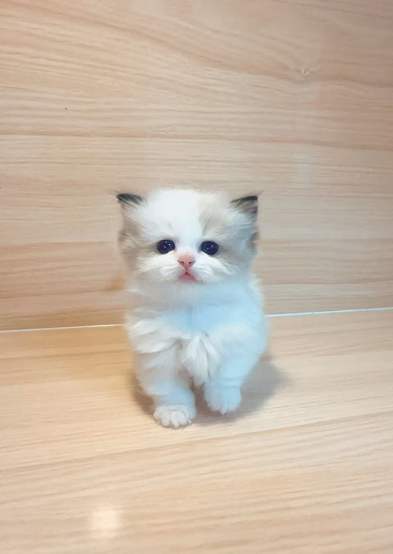 家养小猫，拿破仑，布偶