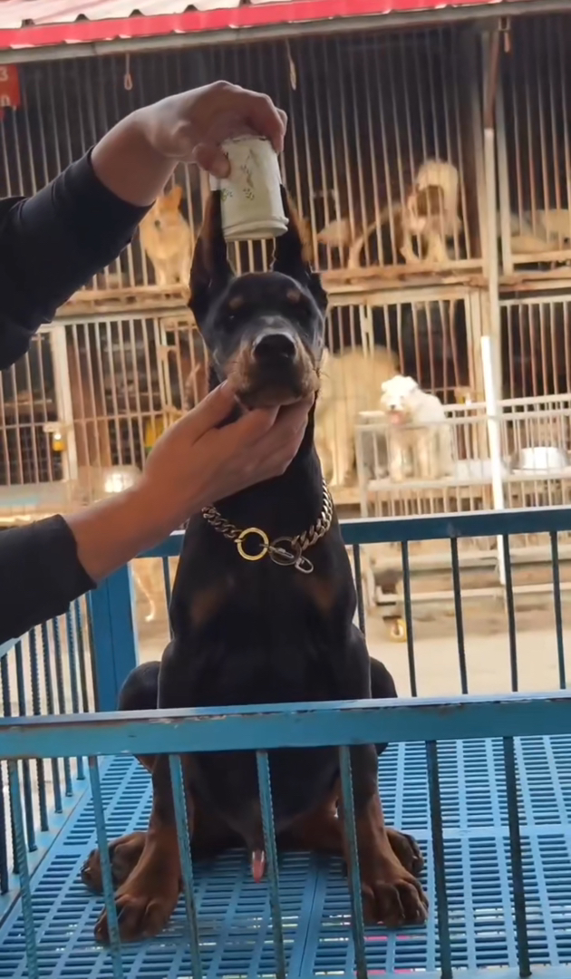 杜宾幼犬，帅气外观，聪明忠诚，守护家庭的好伙伴
