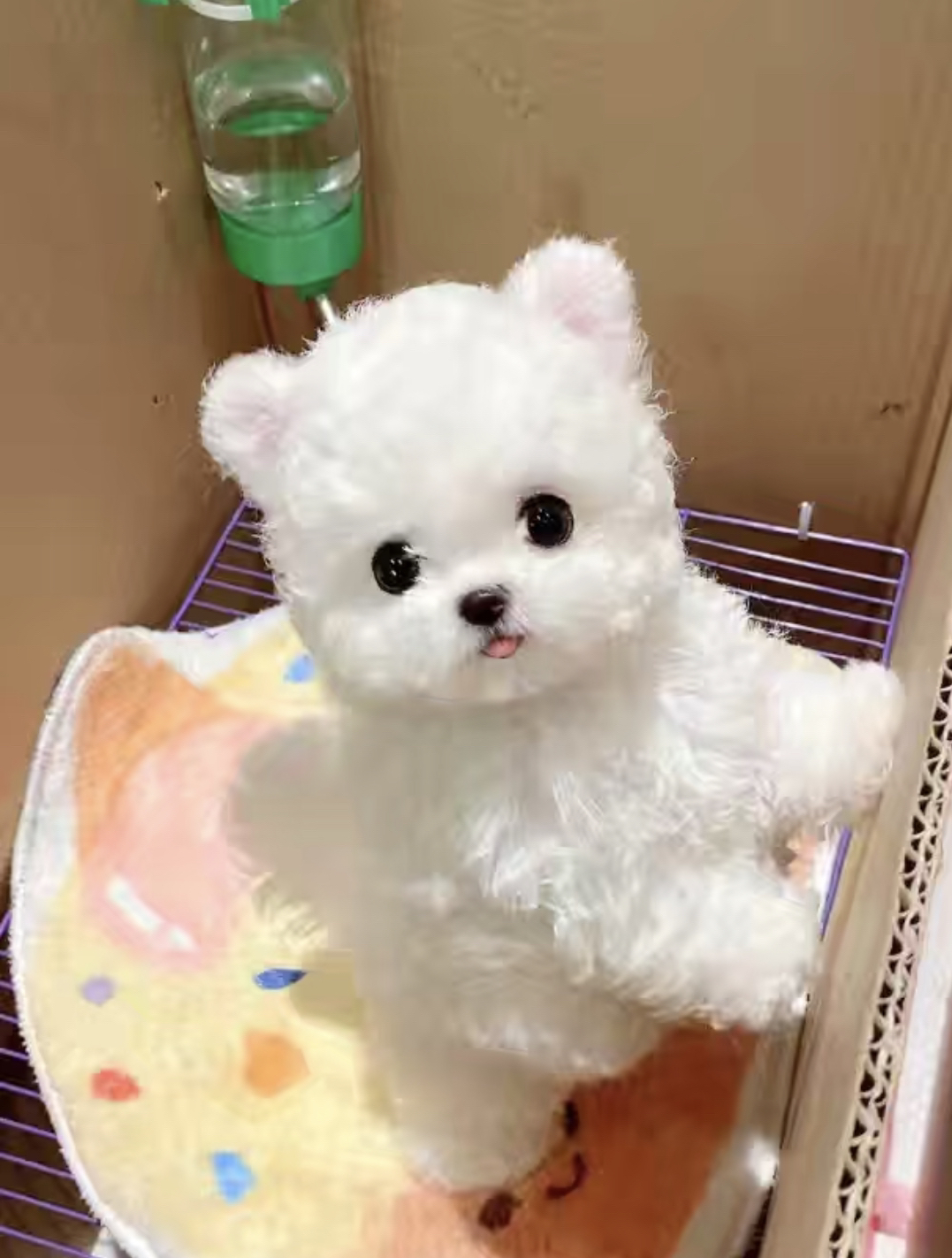 飞耳纯小体比熊