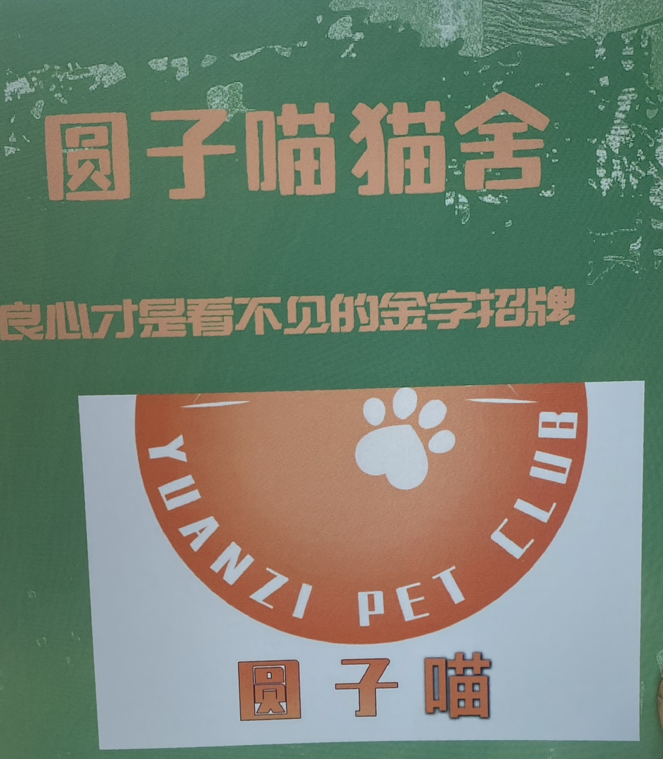 紫金渐层长毛弟弟