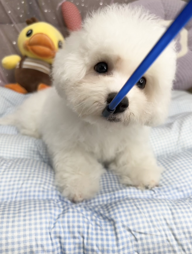 自家繁育纯种比熊犬，可爱的棉花糖小狗